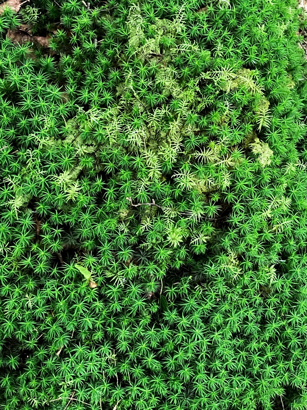北八ヶ岳散策～火山岩と深緑の苔の美しさ～信濃路自然歩道から白駒池往復